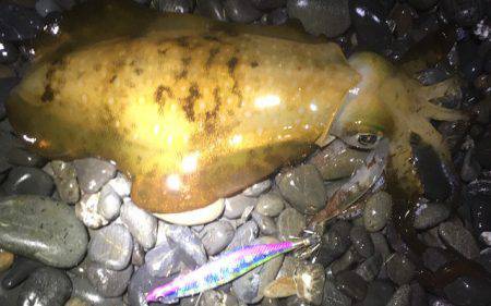 三保でトラフグ、石津浜ではアオリイカが釣れ…